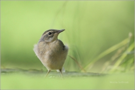 <p>KONIPAS HORSKÝ (Motacilla cinerea) /Grey wagtail - Gebürgsstelze/</p>